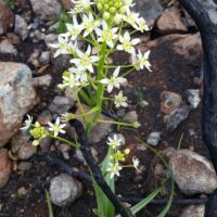 Toxicoscordion fremontii - Fremont's star lily