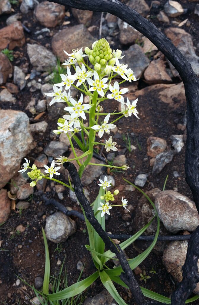 Toxicoscordion fremontii - Fremont's star lily