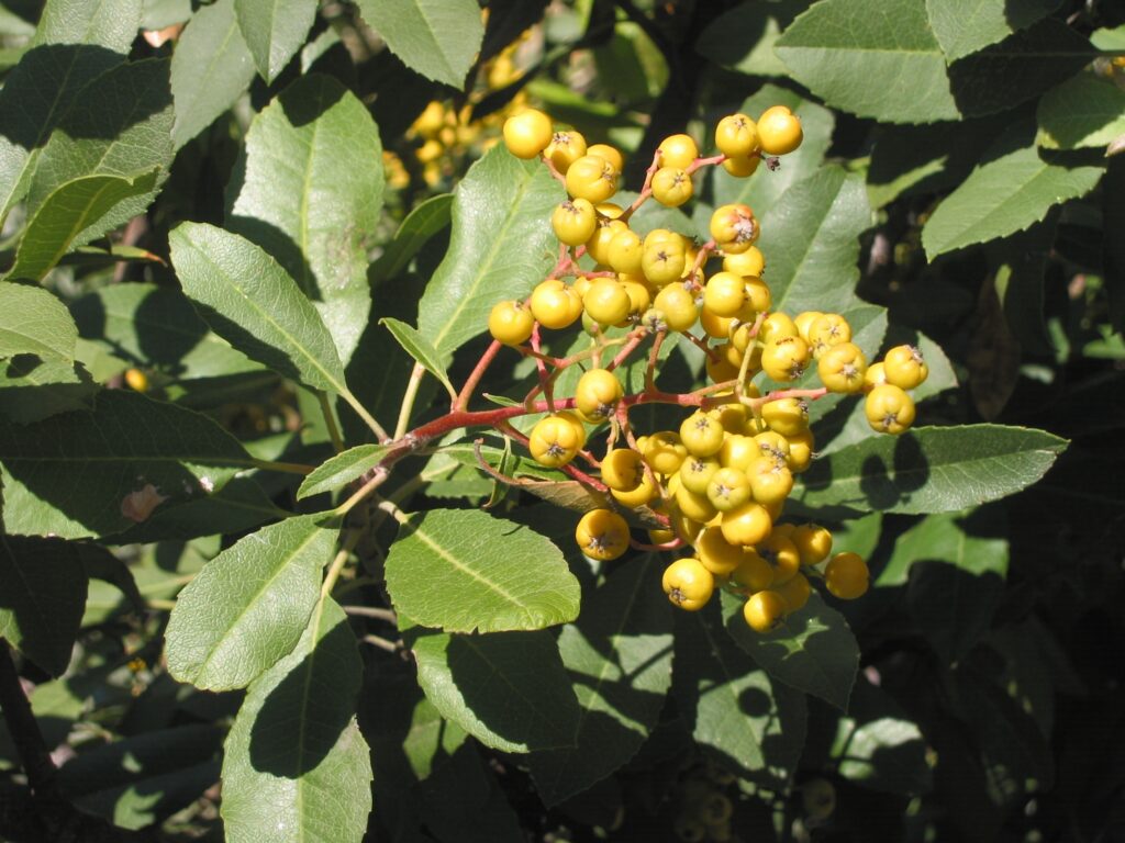 Heteromeles arbutifolia 'Davis Gold' - gold fruited toyon