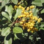 Heteromeles arbutifolia 'Davis Gold' - gold fruited toyon