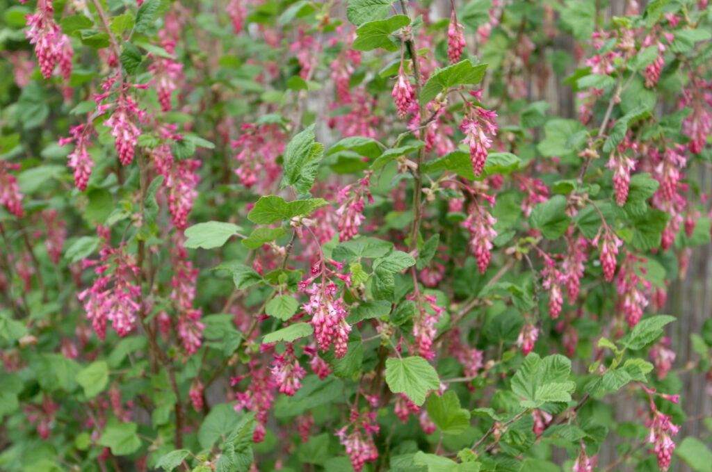 Ribes sanguineum v. glutinosum 'Tranquillon Ridge' - pink flowering currant