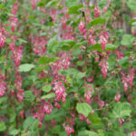 Ribes sanguineum v. glutinosum 'Tranquillon Ridge' - pink flowering currant