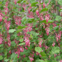Ribes sanguineum v. glutinosum 'Tranquillon Ridge' - pink flowering currant