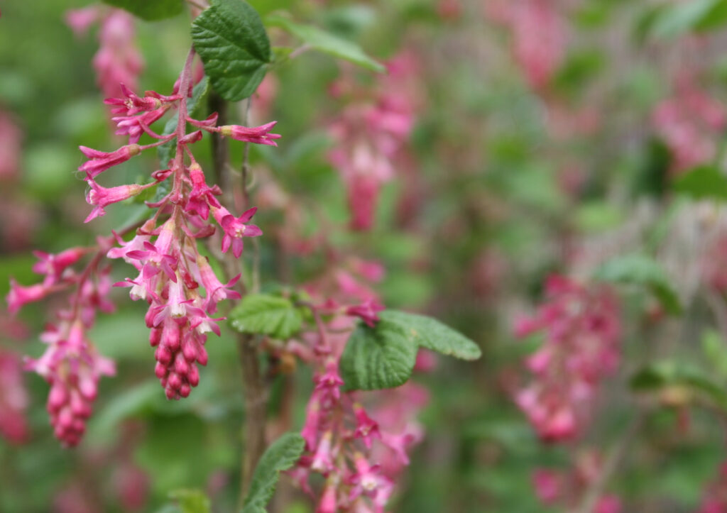 Ribes sanguineum v. glutinosum 'Tranquillon Ridge' - pink flowering currant
