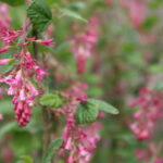 Ribes sanguineum v. glutinosum 'Tranquillon Ridge' - pink flowering currant