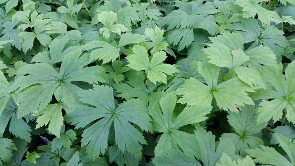 Trautvetteria caroliniensis - false bugbane