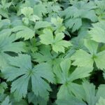Trautvetteria caroliniensis - false bugbane
