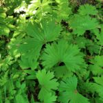 Trautvetteria caroliniensis - false bugbane