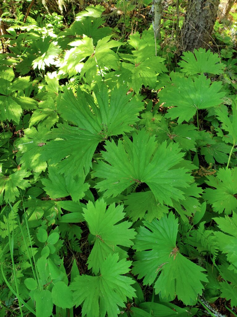 Trautvetteria caroliniensis - false bugbane