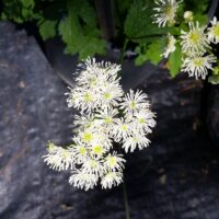 Trautvetteria caroliniensis