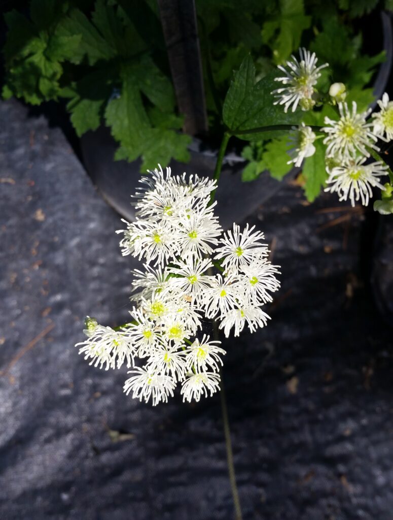 Trautvetteria caroliniensis - false bugbane