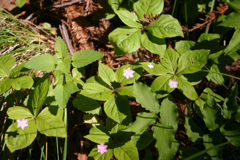 Trientalis latifolia - star flower