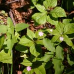 Trientalis latifolia - star flower