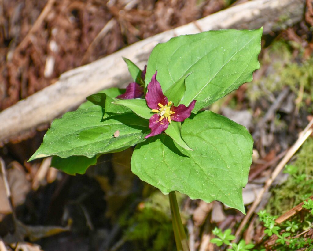 Trillium ovatum - western trillium