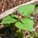 Trillium ovatum - western trillium