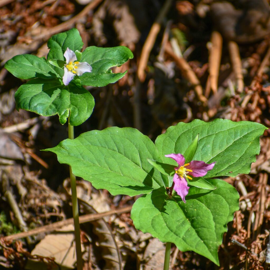 Trillium ovatum - western trillium