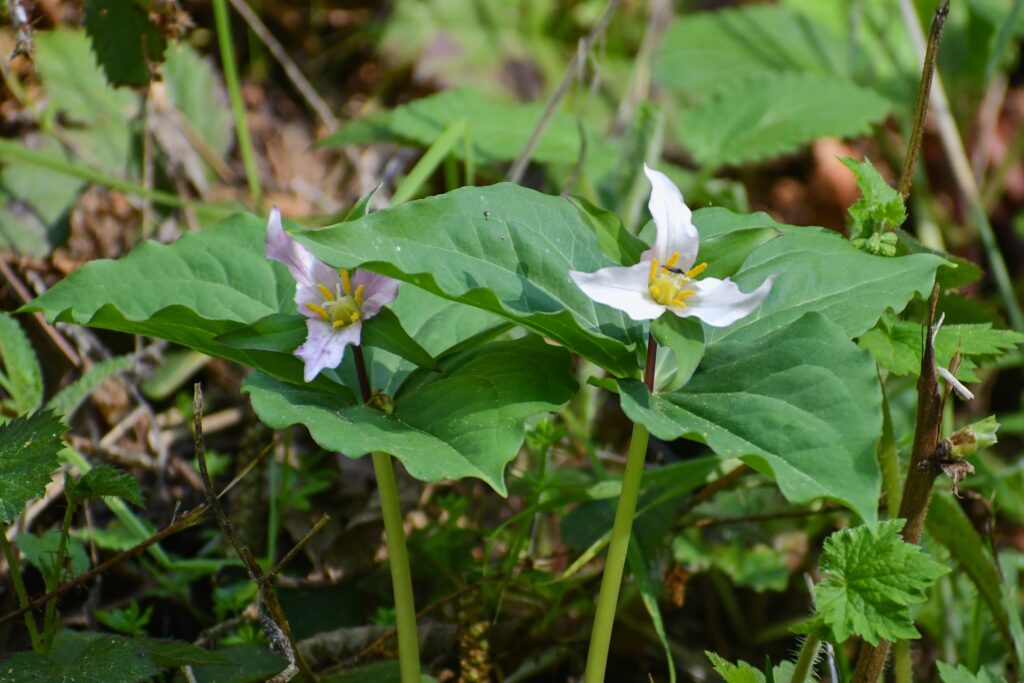 Trillium ovatum - western trillium