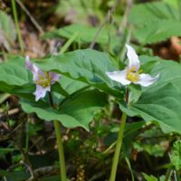 Trillium ovatum