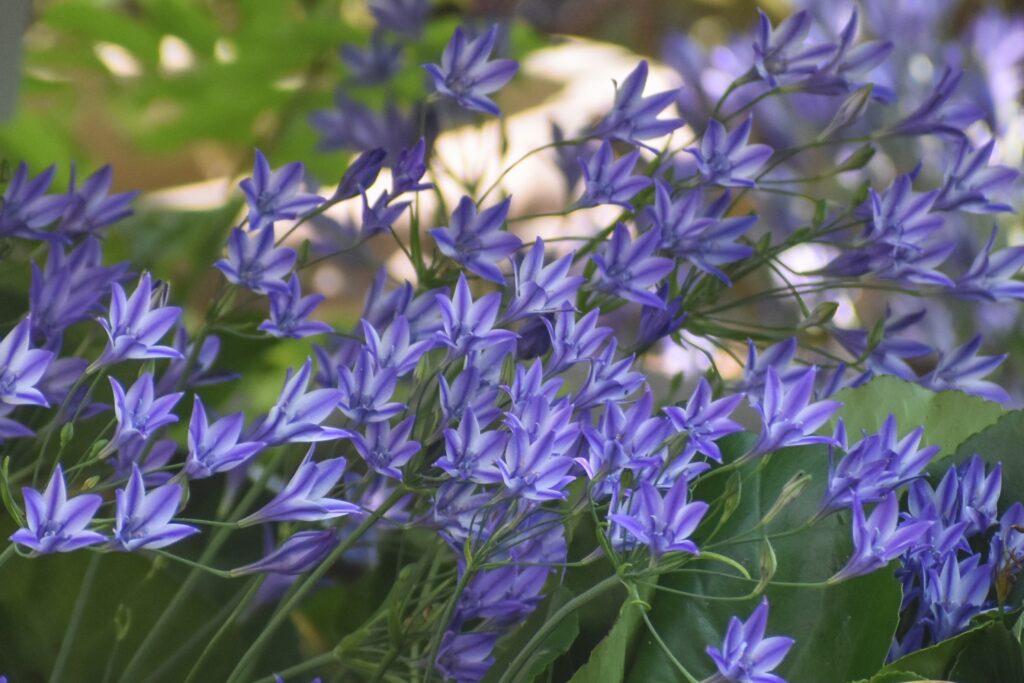 Triteleia laxa 'Rudy' - Ithuriel's spear