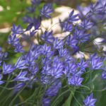 Triteleia laxa 'Rudy' - Ithuriel's spear