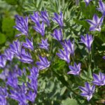 Triteleia laxa 'Rudy' - Ithuriel's spear