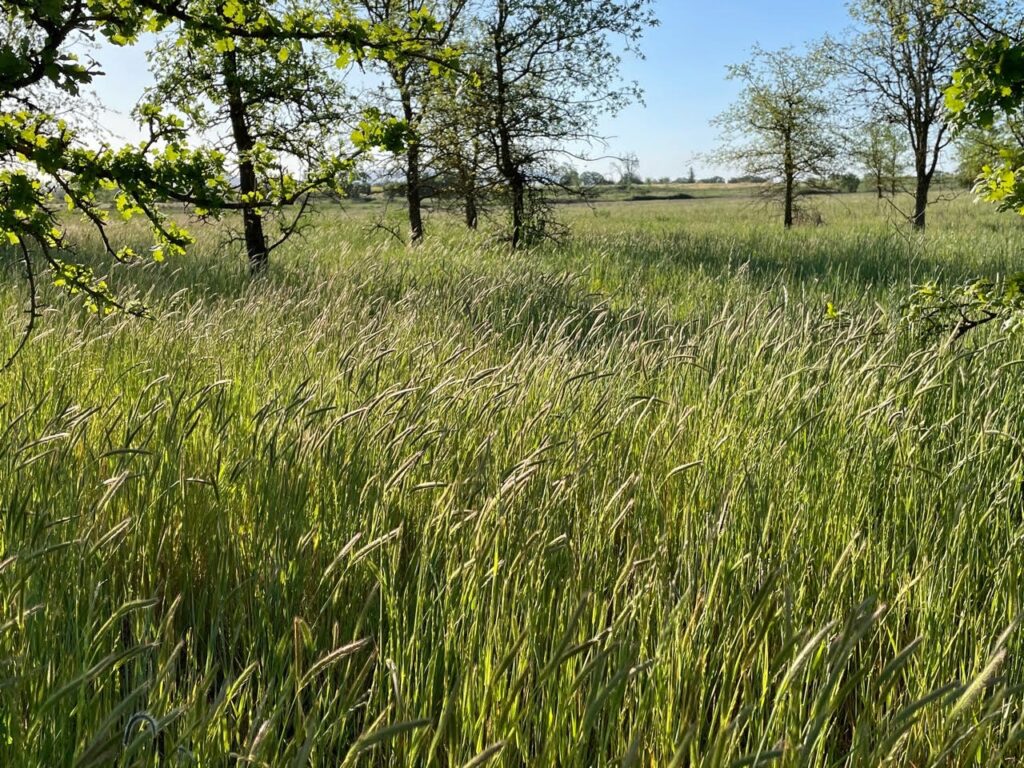 Hordeum brachyantherum - meadow barley
