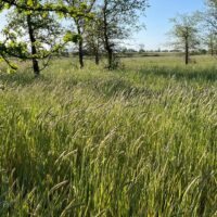 Hordeum brachyantherum - meadow barley