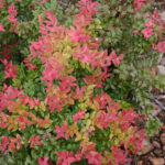 Vaccinium ovatum - evergreen huckleberry