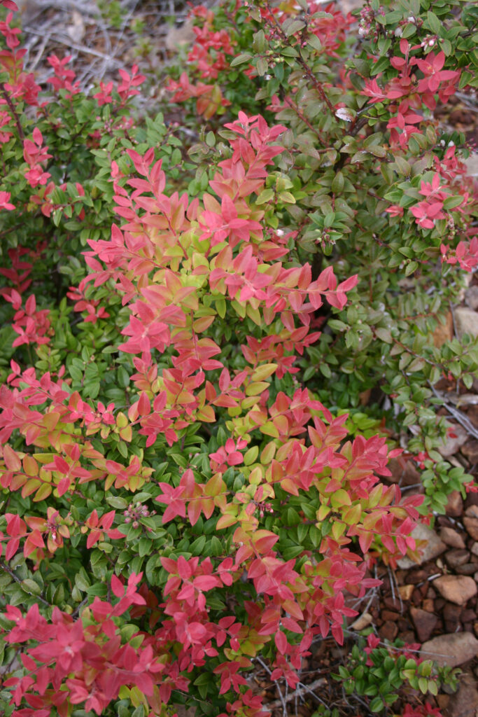 Vaccinium ovatum - evergreen huckleberry
