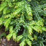 Vaccinium ovatum - evergreen huckleberry