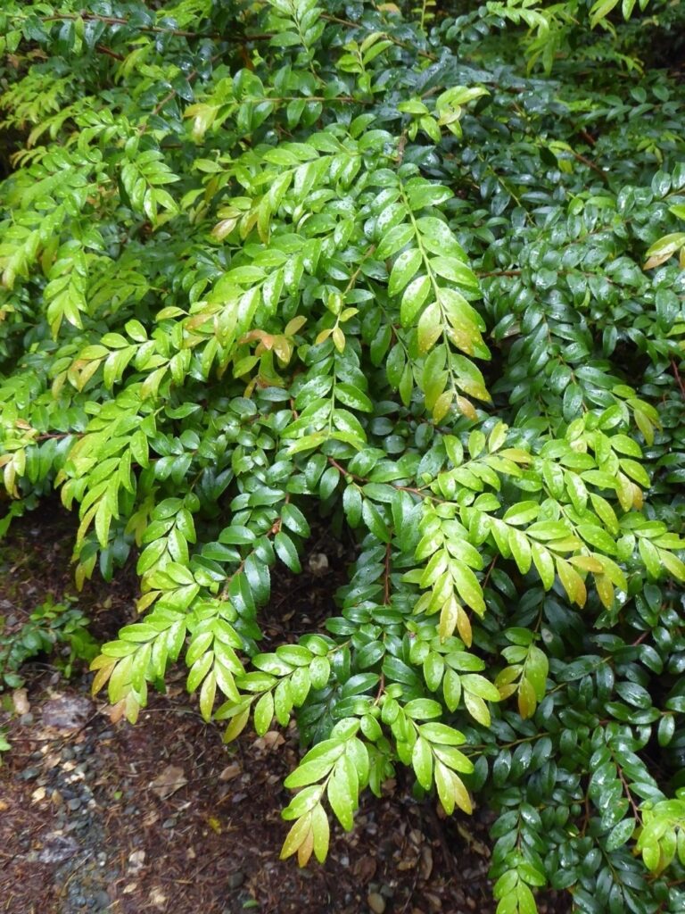Vaccinium ovatum - evergreen huckleberry