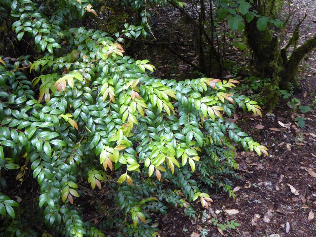 Vaccinium ovatum - evergreen huckleberry