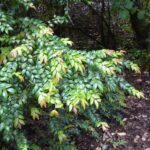 Vaccinium ovatum - evergreen huckleberry
