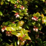 Vaccinium ovatum - evergreen huckleberry