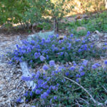 Ceanothus maritimus 'Valley Violet' - Santa Barbara ceanothus