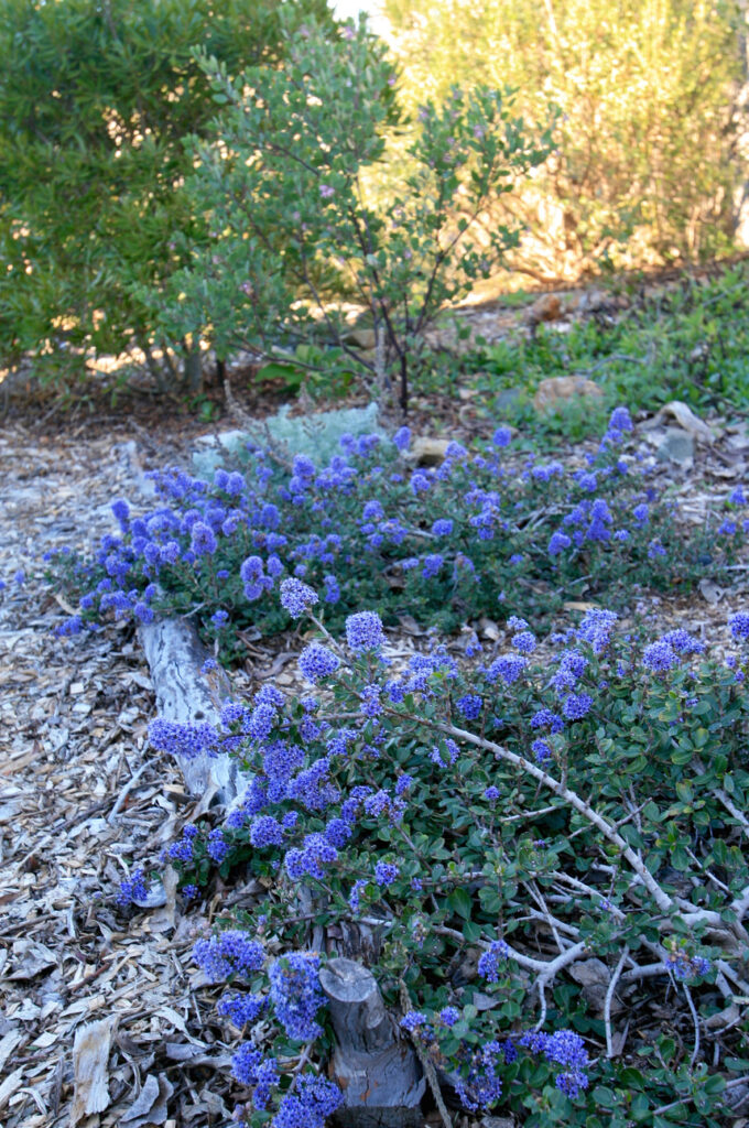 Ceanothus maritimus 'Valley Violet' - Santa Barbara ceanothus