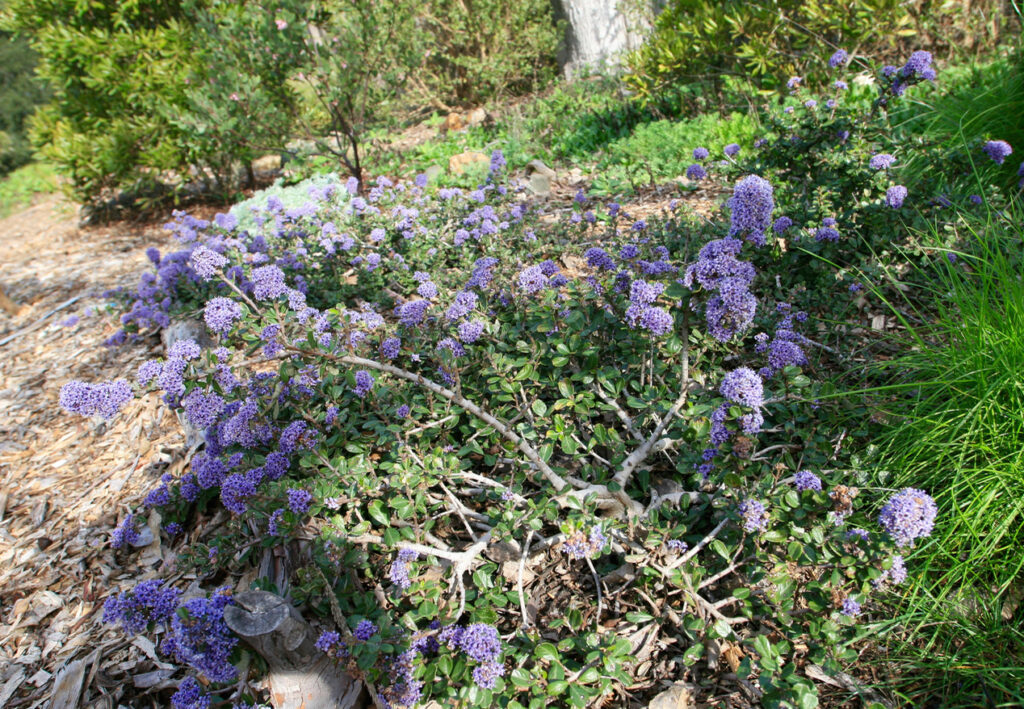 Ceanothus maritimus 'Valley Violet' - Santa Barbara ceanothus