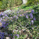 Ceanothus maritimus 'Valley Violet' - Santa Barbara ceanothus