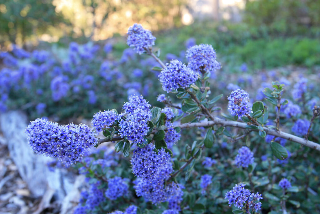 Ceanothus maritimus 'Valley Violet' - Santa Barbara ceanothus