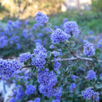 Ceanothus maritimus ‘Valley Violet’