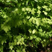 Vancouveria hexandra