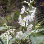 Veratrum fimbriatum - fringed cornlily