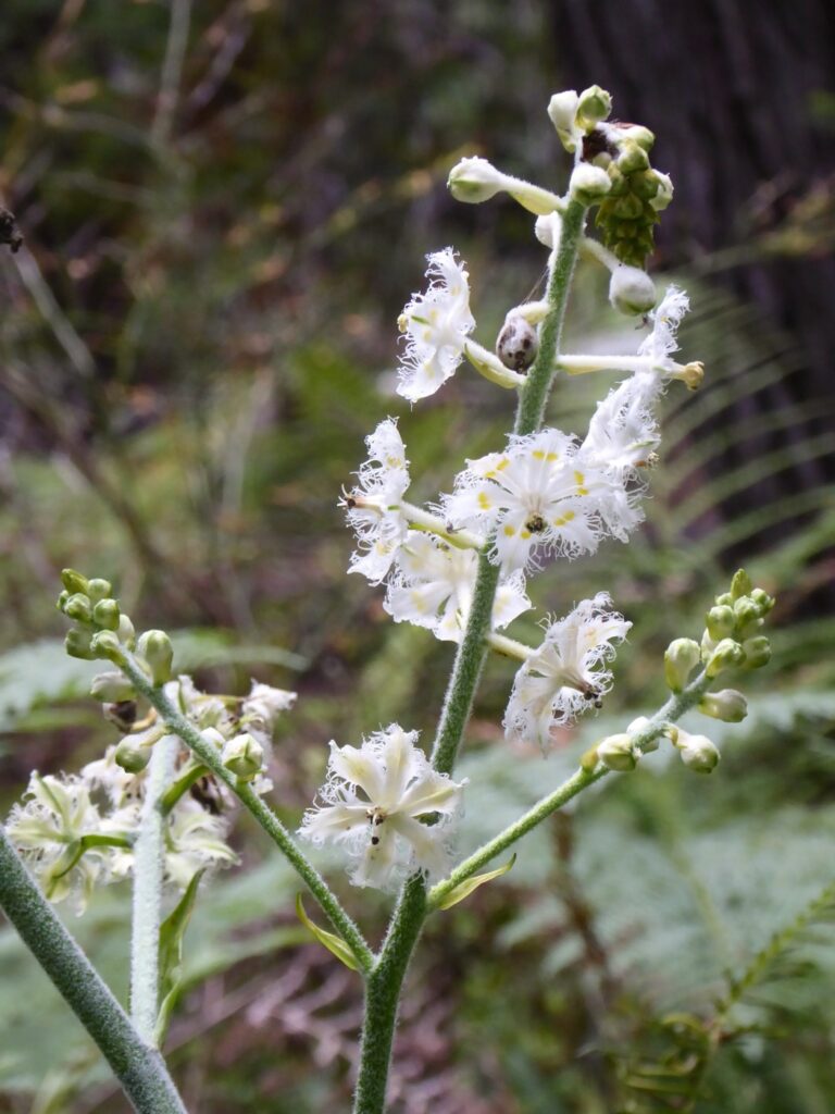 Veratrum fimbriatum - fringed cornlily