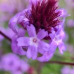Verbena lilacina 'De La Mina' - Cedros Island verbena