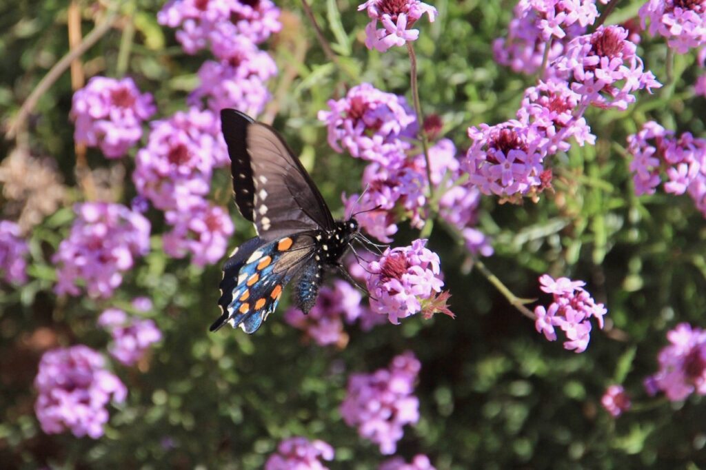Verbena lilacina 'De La Mina' - Cedros Island verbena