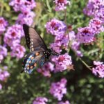 Verbena lilacina 'De La Mina' - Cedros Island verbena
