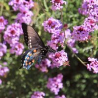Verbena lilacina ‘De La Mina’