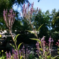 Verbena hastata