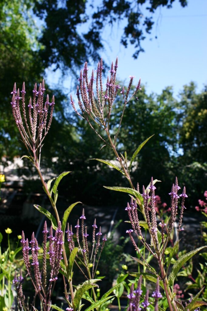 Verbena hastata - blue vervain