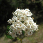 Viburnum ellipticum - western viburnum